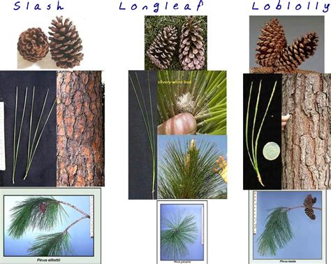 slash pine vs longleaf pine